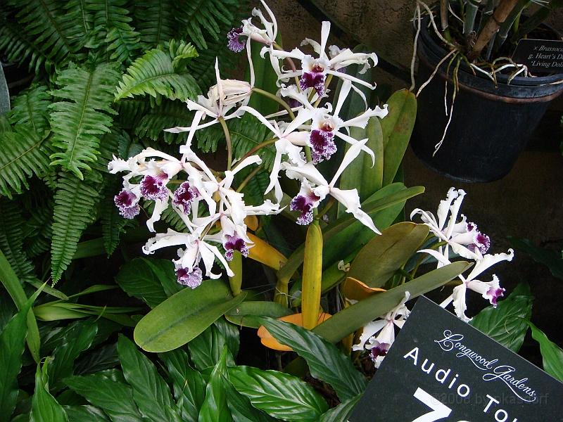 371 Longwood Gardens [2008 August 23].JPG - Longwood Gardens in Pennsylvania